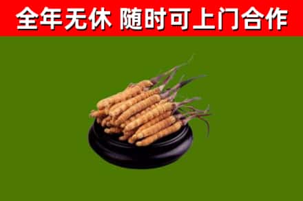 乌恰县烟酒回收冬虫夏草.jpg